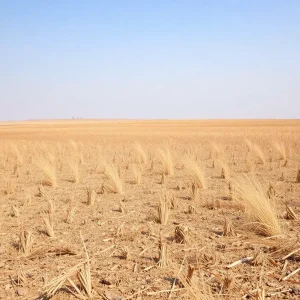 Dry Nebraska field at high fire risk