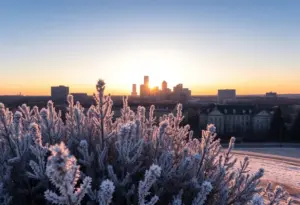 Early morning frost covering plants in Omaha